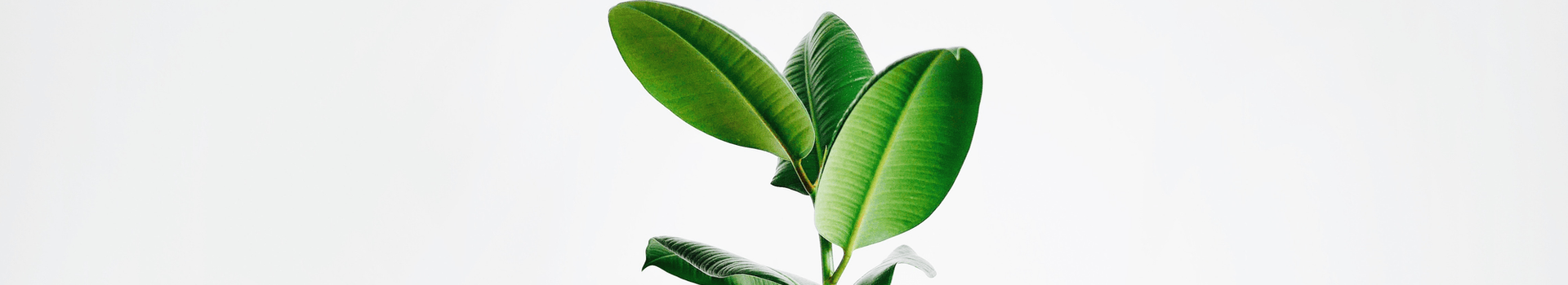 Πανδώρα Πορφυριάδη Διαιτολόγος - Διατροφολόγος